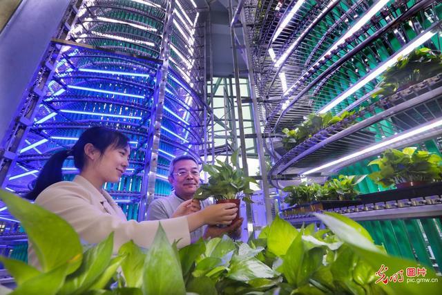 该公司专注于新型绿色智能生物光环境系统研发,制造和销售,拥有动植物