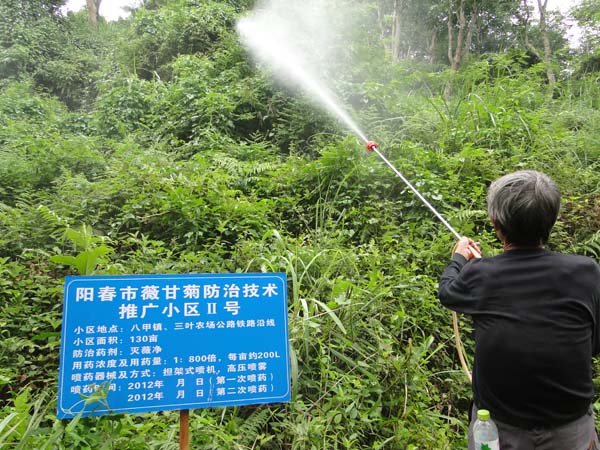 阳春市开展林业有害生物薇甘菊防治工作 - 植保 - 中国园林网